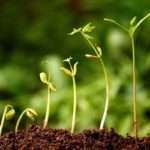 Identify whether you are an Entrepreneur or Wantrepreneur organic growth